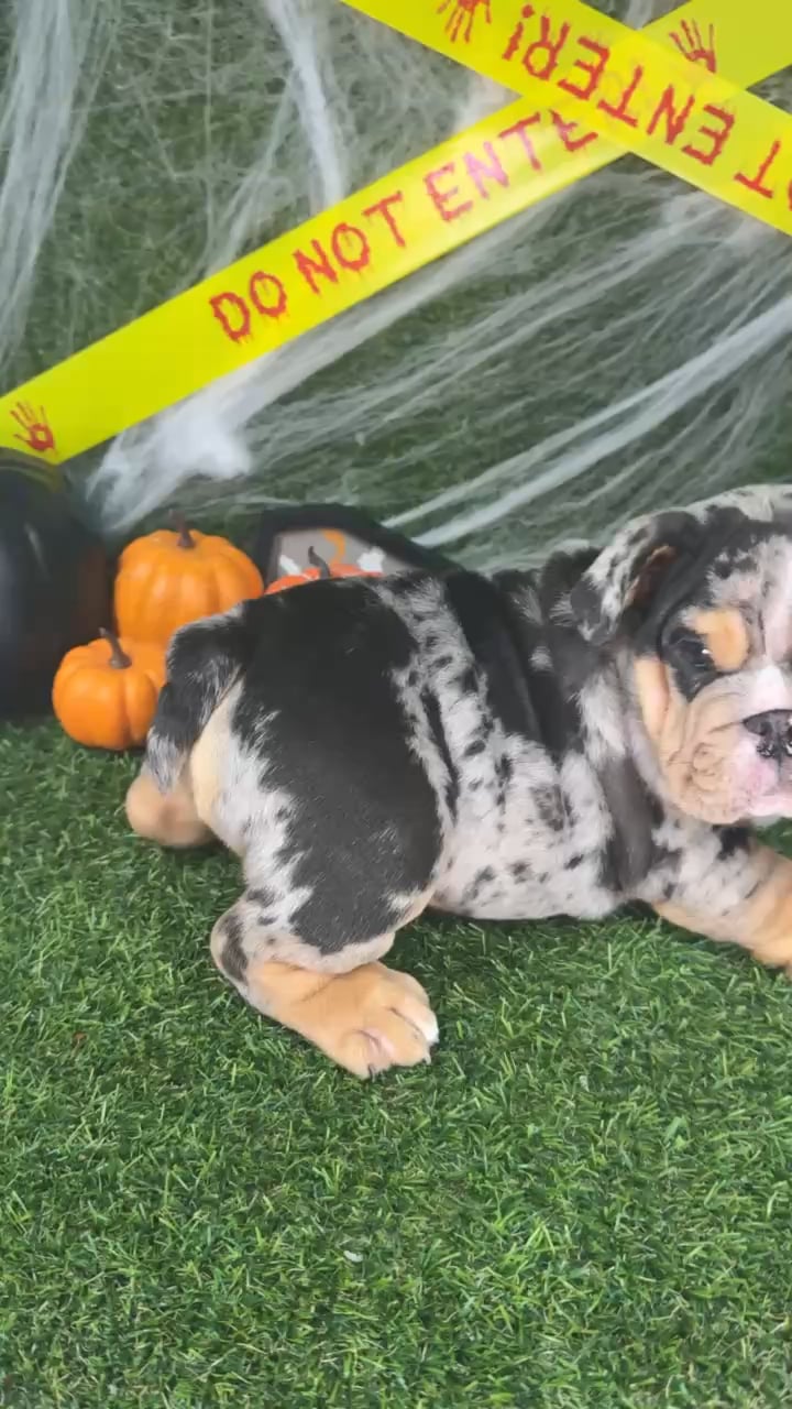 Male English Bulldog puppy named Chunks for sale at Puppy Dreams - Arlington. video thumbnail