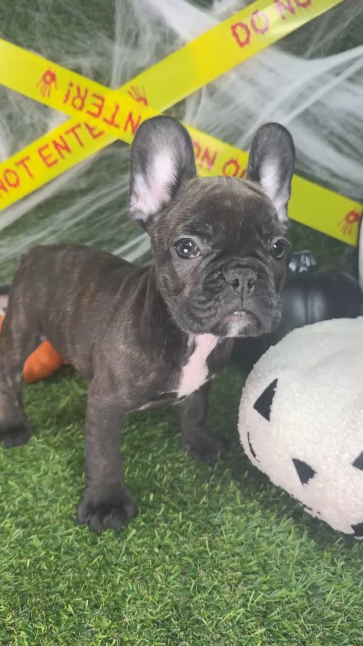 Female French Bulldog puppy named Flo for sale at Puppy Dreams - Arlington. video thumbnail