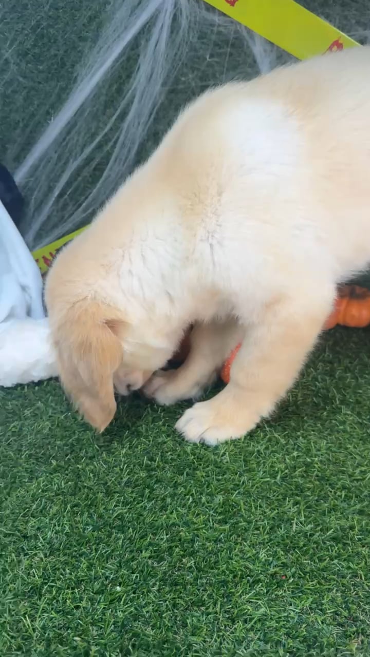 Male Golden Retriever puppy named Sunny for sale at Puppy Dreams - Arlington. video thumbnail