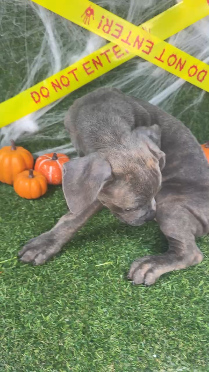 Female Cane Corso puppy named Roxy for sale at Puppy Dreams - Arlington. video thumbnail