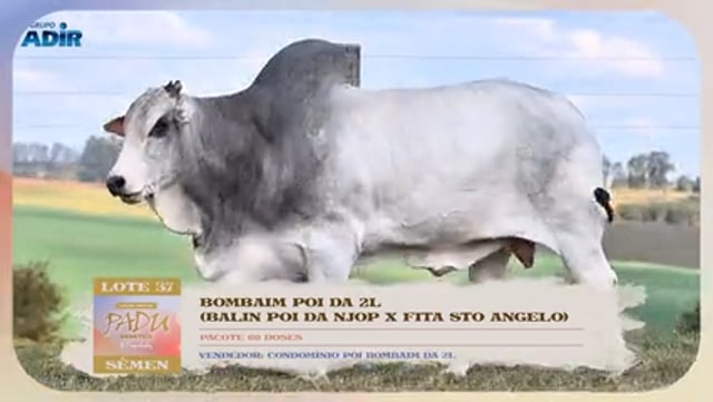 Lote 37