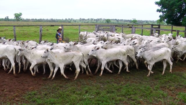 Lote 43