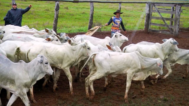 Lote 45