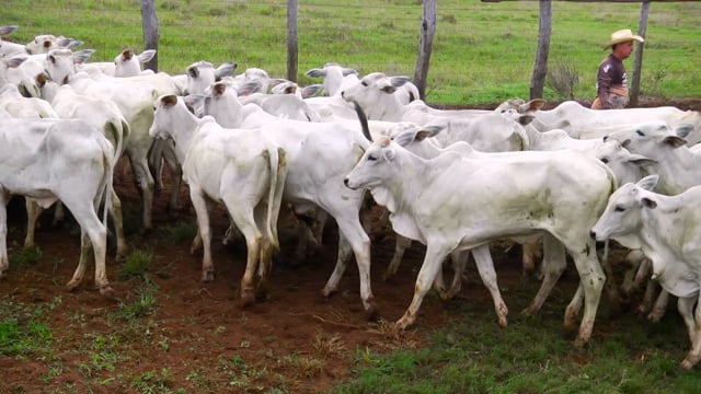 Lote 41