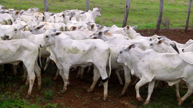 Lote 40