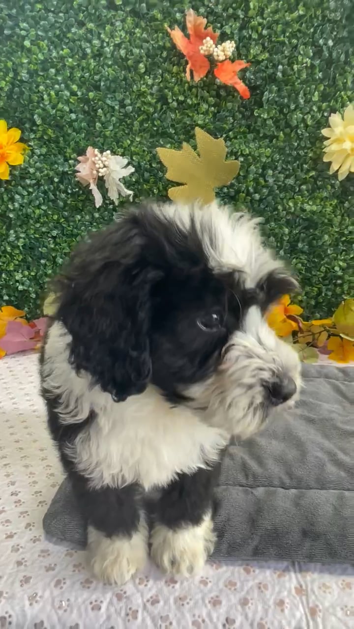Male Bernedoodle puppy named Scooter for sale at Puppy Dreams - West Little Rock. video thumbnail