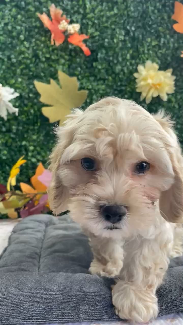Male Cockachon puppy named Pogo for sale at Puppy Dreams - West Little Rock. video thumbnail