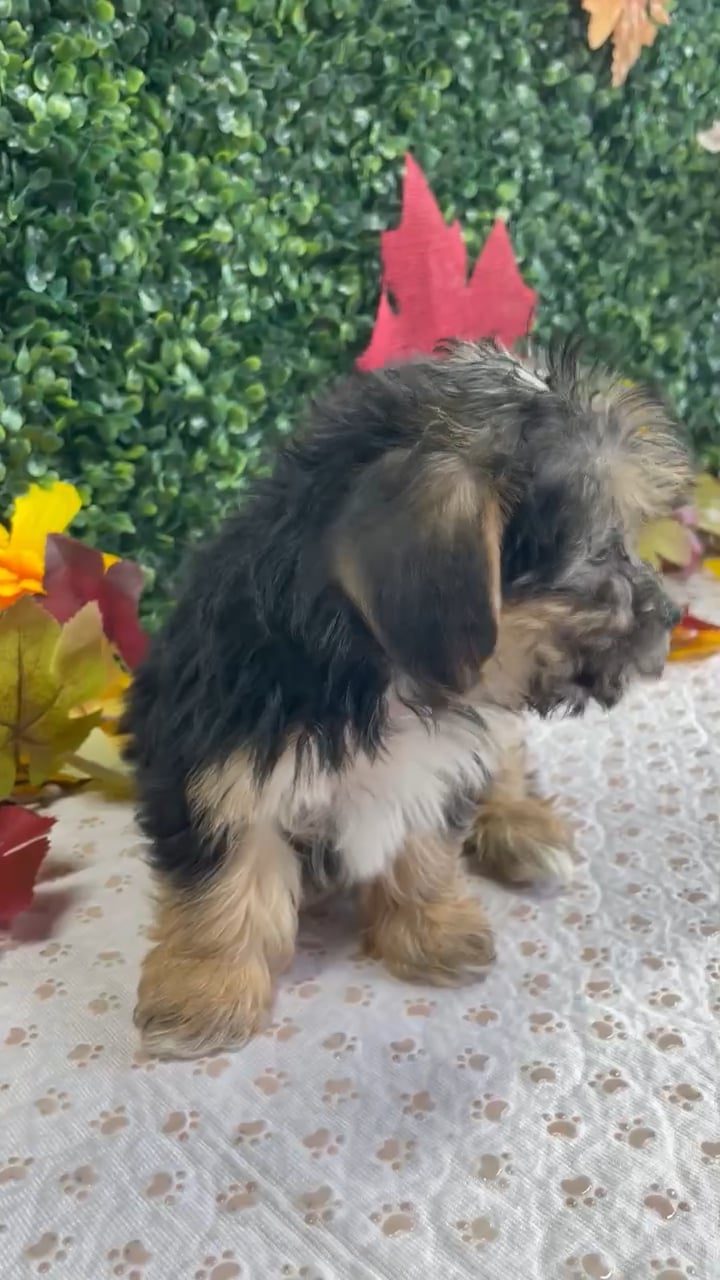 Female Morkie puppy named Puddin for sale at Puppy Dreams - West Little Rock. video thumbnail