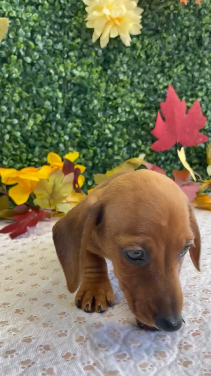 Male Dachshund puppy named Cornbread for sale at Puppy Dreams - West Little Rock. video thumbnail
