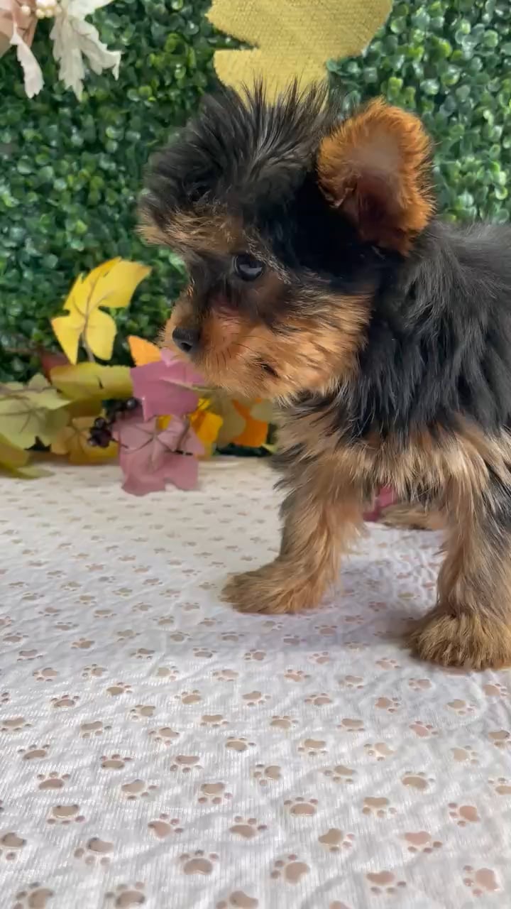 Male Yorkie puppy named Craig for sale at Puppy Dreams - West Little Rock. video thumbnail
