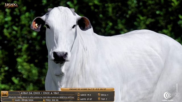 Lote 26