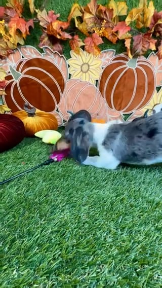 Male Dachshund puppy named Apollo for sale at Puppy Dreams - Carrollton. video thumbnail