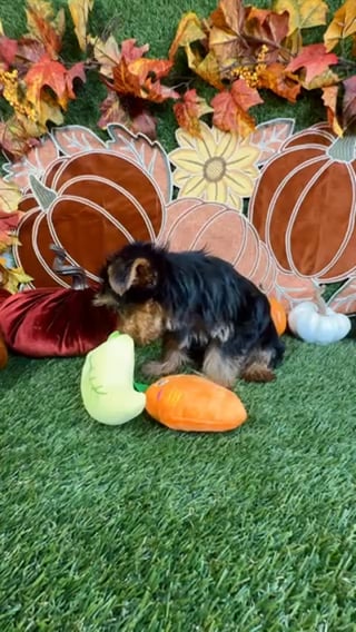 Female Yorkie puppy named Mocha for sale at Puppy Dreams - Carrollton. video thumbnail