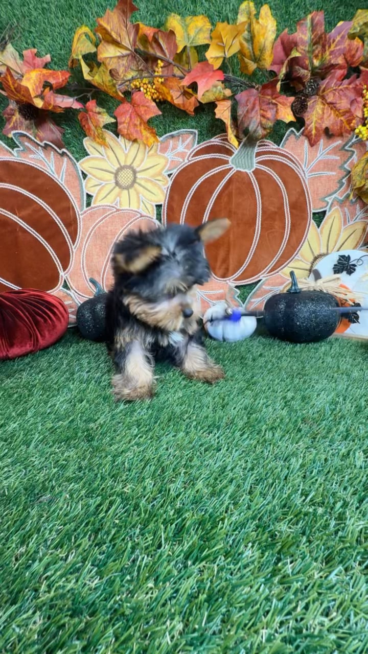 Male Yorkie puppy named Biscoff for sale at Puppy Dreams - Carrollton. video thumbnail