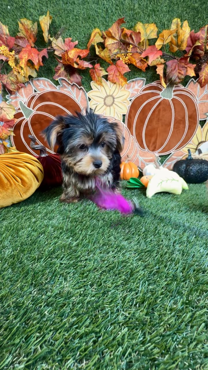 Male Yorkie puppy named Brownie for sale at Puppy Dreams - Carrollton. video thumbnail