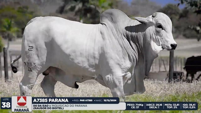 Lote 38