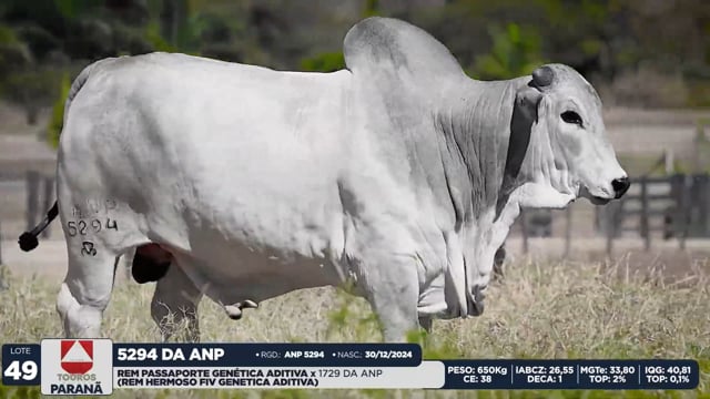 Lote 49