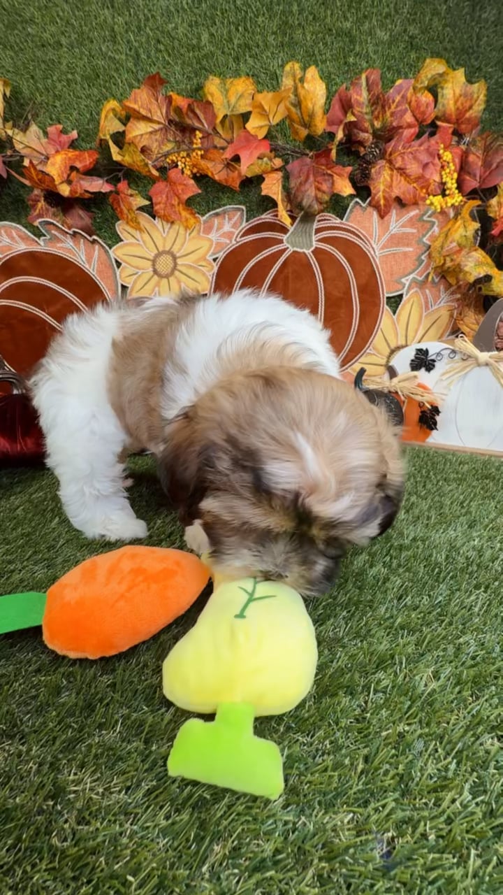 Male Teddy Bear puppy named Ranger for sale at Puppy Dreams - Carrollton. video thumbnail