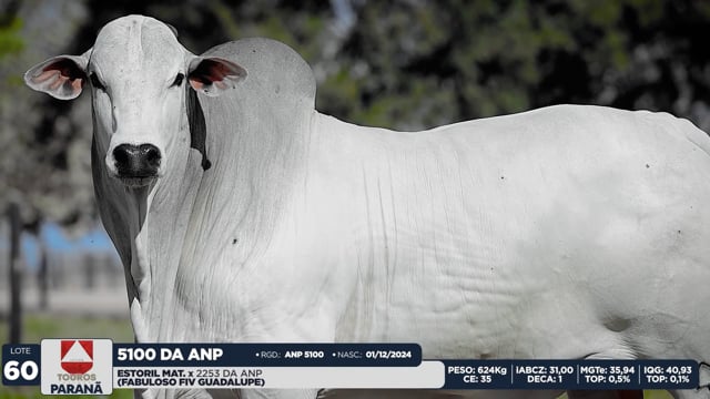 Lote 60