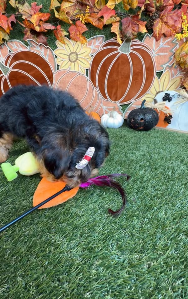 Female Yorkie-Poo puppy named Cookie for sale at Puppy Dreams - Carrollton. video thumbnail