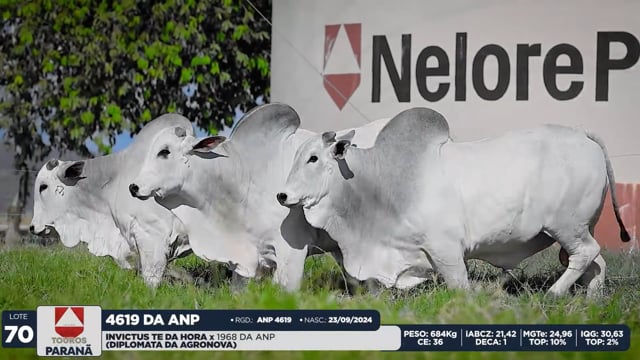 Lote 70