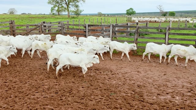 Lote 19