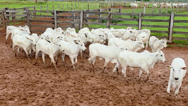 Lote 18