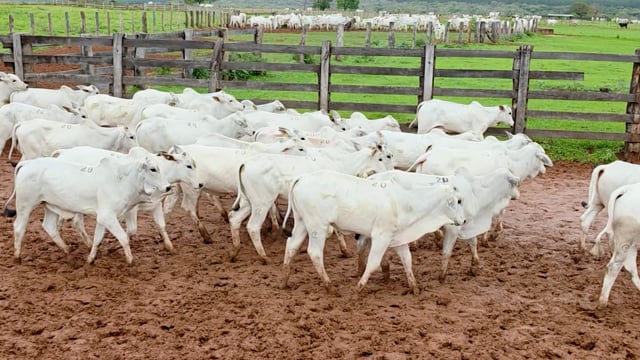 Lote 20