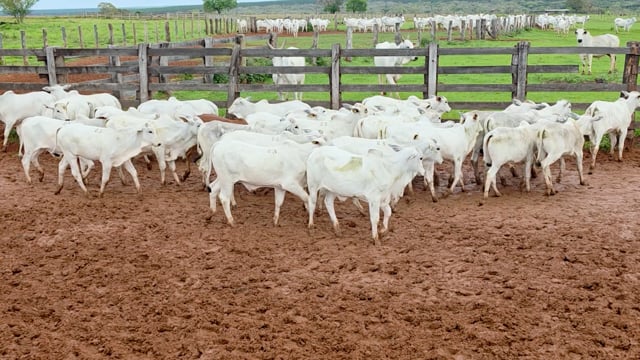 Lote 23