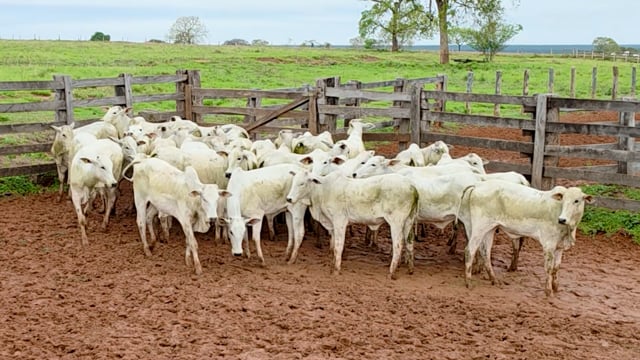 Lote 24