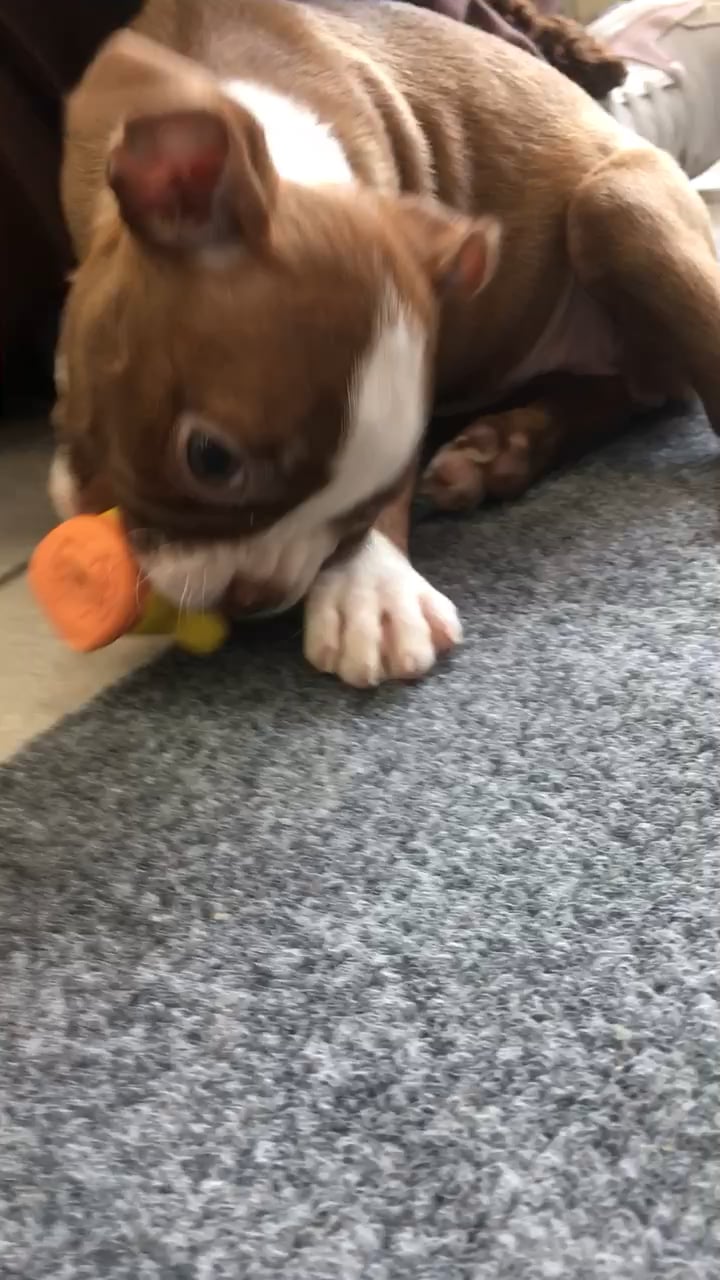 Female Boston Terrier puppy named Velma for sale at The Family Puppy-Novi. video thumbnail