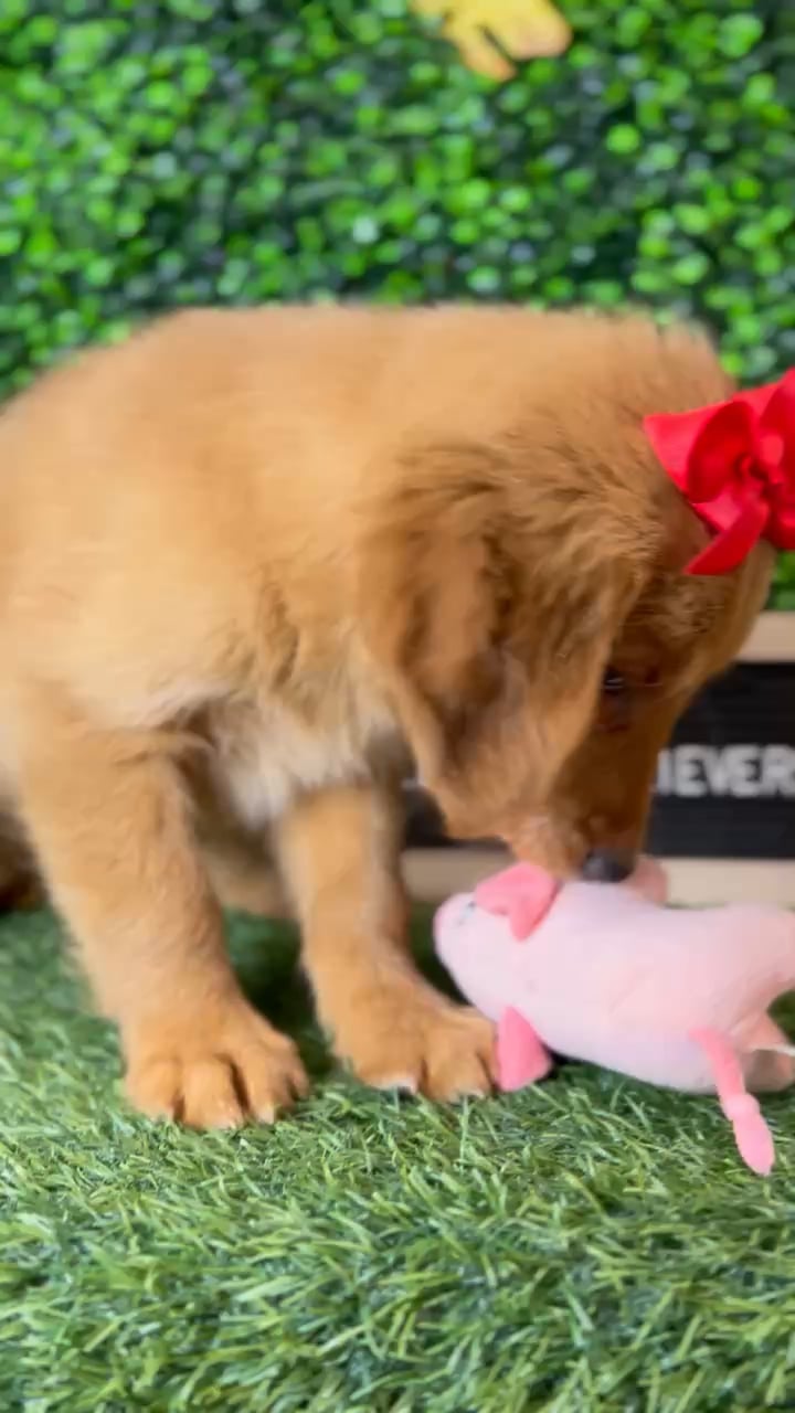 Female Golden Retriever puppy named Maple for sale at Pet Express Braintree. video thumbnail