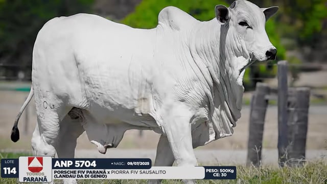 Lote 114