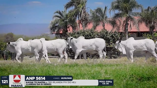 Lote 121