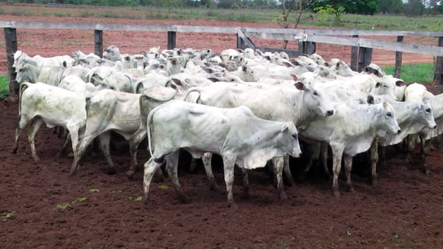Lote 47