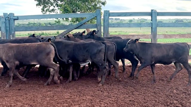 Lote 60
