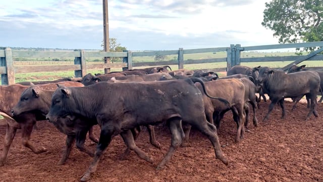 Lote 61