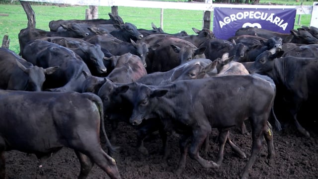 Lote 51