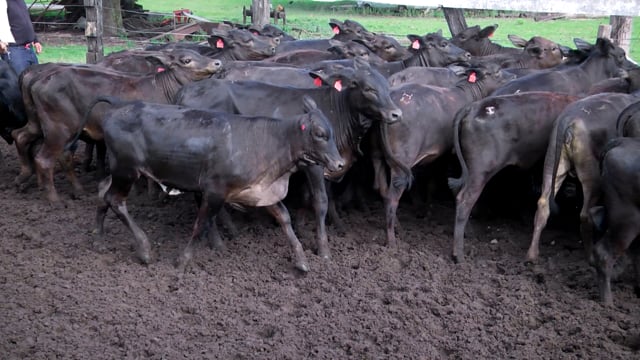 Lote 50