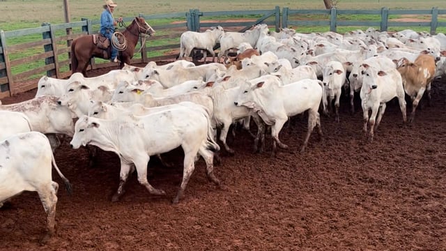 Lote 62