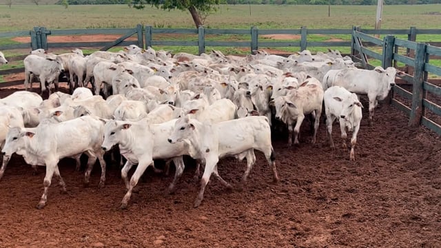 Lote 63