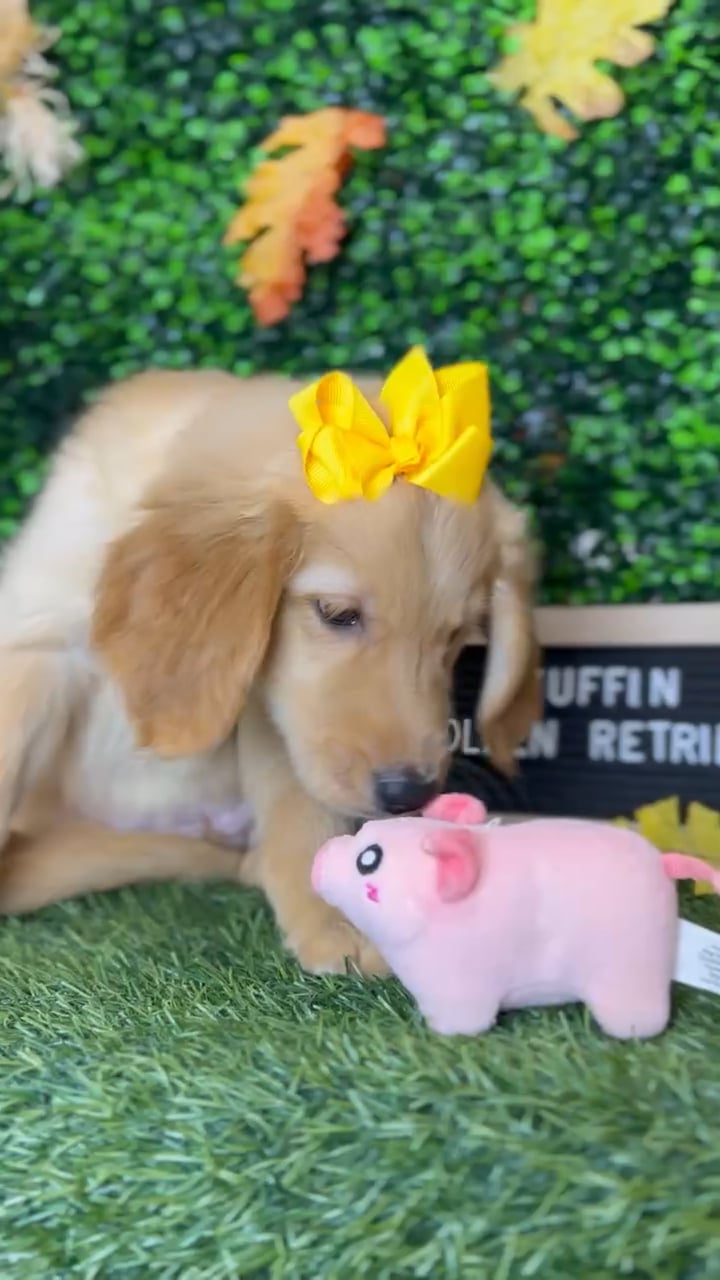 Female Golden Retriever puppy named Muffin for sale at Pet Express Braintree. video thumbnail
