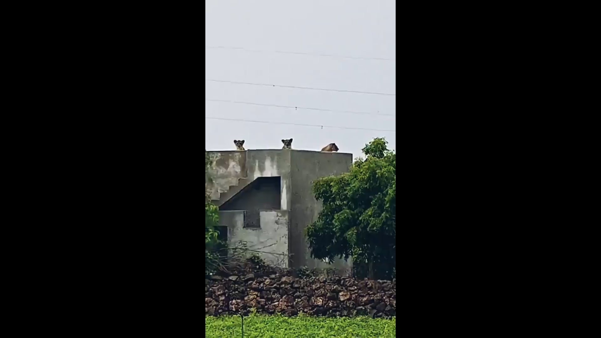 गुजरात में घर की छत पर दिखे 6 शेर, भारी बारिश से बचने पहुंचे
गुजरात के गिर सोमनाथ जिले के झुंड गांव में भारी बारिश के दौरान घर की छत पर एक शेर, तीन शेरनियां और दो शावक आराम करते नजर आए.