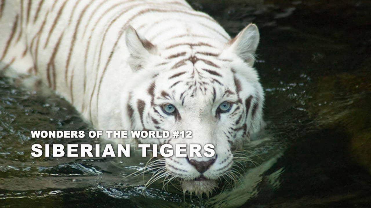 WOW - 12 - Siberian Tigers