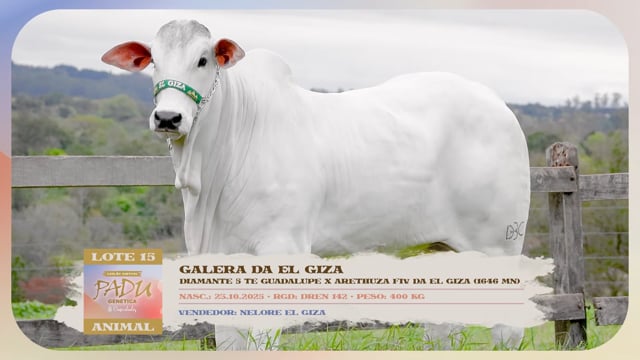 Lote 15