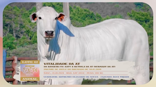 Lote 12