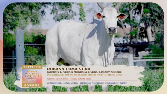 Lote 24