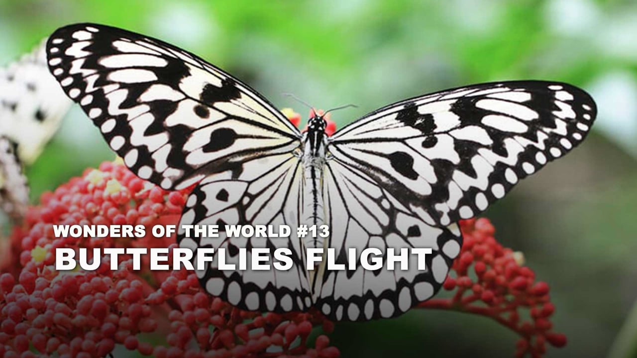 WOW - 13 -Butterflies Flight revised