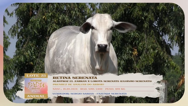Lote 25