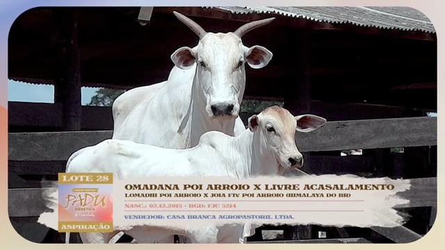 Lote 28